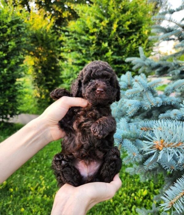 Zenith Toy Poodle Zenith Toy Poodle