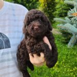 Zenith-male-Toy-Poodle-puppy-for-sale-7