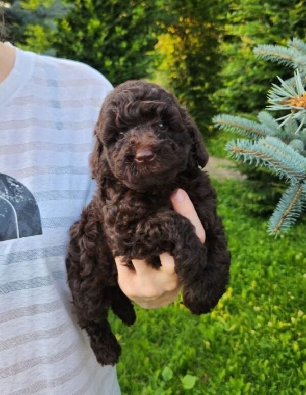 Zenith Toy Poodle Zenith Toy Poodle