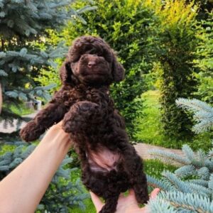 Zinnia Toy Poodle Zinnia Toy Poodle
