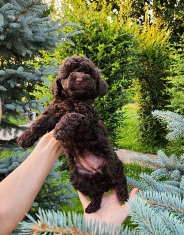 Zinnia Toy Poodle Zinnia Toy Poodle