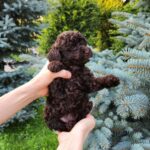 Zinnia-female-Toy-Poodle-puppy-for-sale-2
