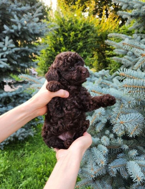 Zinnia Toy Poodle Zinnia Toy Poodle