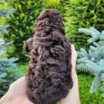 Zinnia-female-Toy-Poodle-puppy-for-sale-3