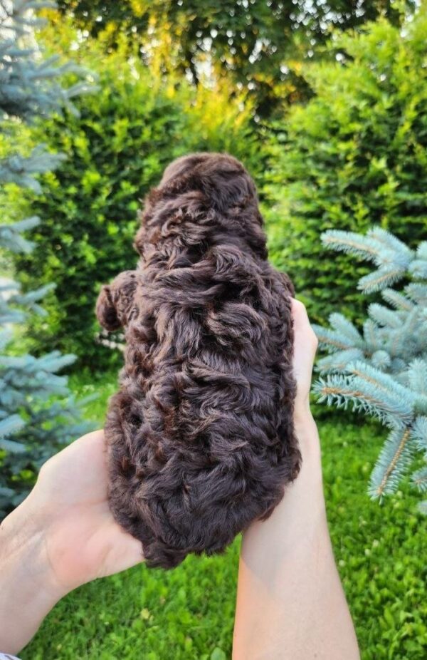 Zinnia Toy Poodle Zinnia Toy Poodle