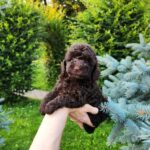 Zinnia-female-Toy-Poodle-puppy-for-sale-4
