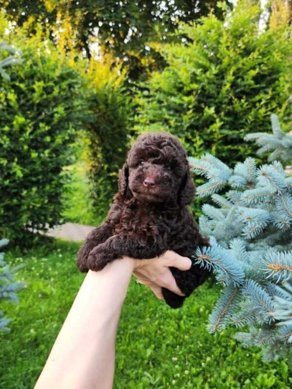 Zinnia Toy Poodle Zinnia Toy Poodle