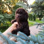 Zinnia-female-Toy-Poodle-puppy-for-sale-5