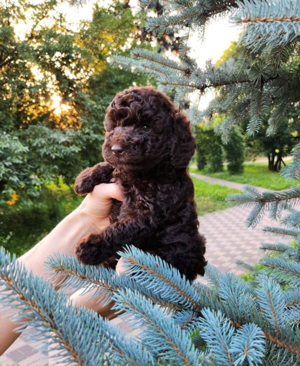 Zinnia Toy Poodle Zinnia Toy Poodle