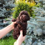 Zinnia-female-Toy-Poodle-puppy-for-sale-6