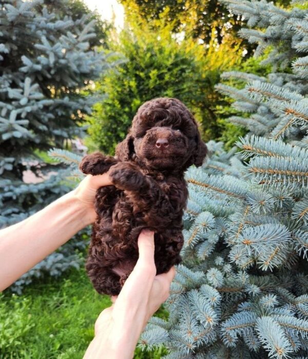 Zinnia Toy Poodle Zinnia Toy Poodle