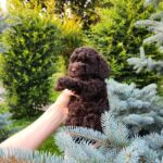 Zinnia-female-Toy-Poodle-puppy-for-sale-7