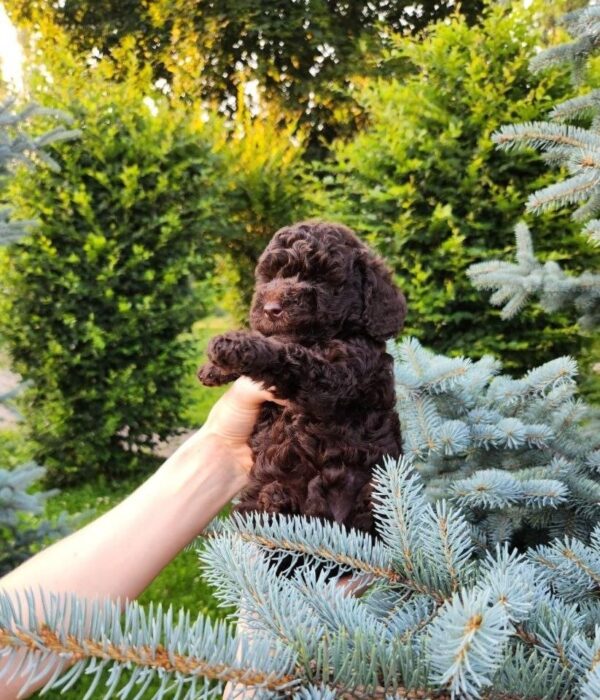 Zinnia Toy Poodle Zinnia Toy Poodle