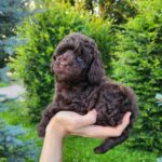 Zuri-female-Toy-Poodle-puppy-for-sale-1