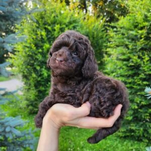 Zuri Toy Poodle Zuri Toy Poodle