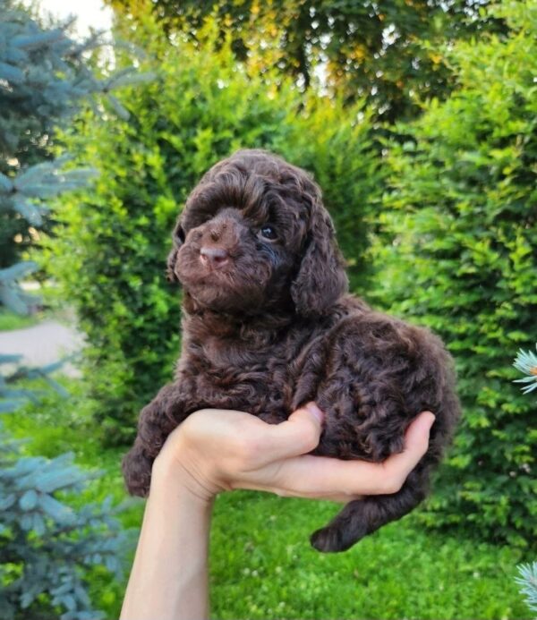 Zuri Toy Poodle Zuri Toy Poodle