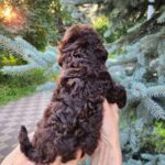 Zuri-female-Toy-Poodle-puppy-for-sale-2
