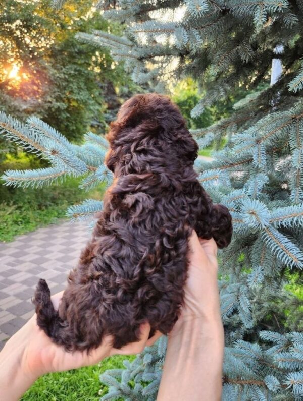 Zuri Toy Poodle Zuri Toy Poodle