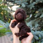 Zuri-female-Toy-Poodle-puppy-for-sale-3