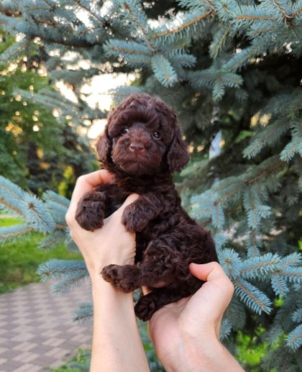 Zuri Toy Poodle Zuri Toy Poodle
