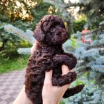 Zuri-female-Toy-Poodle-puppy-for-sale-4