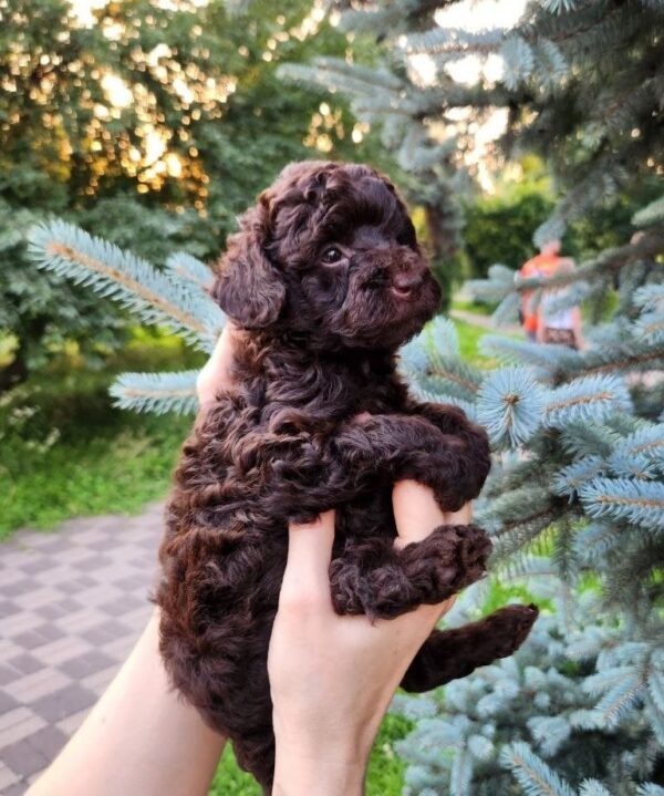 Zuri Toy Poodle Zuri Toy Poodle