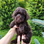 Zuri-female-Toy-Poodle-puppy-for-sale-5