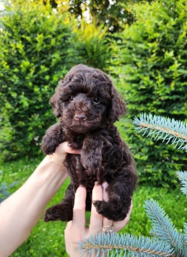 Zuri Toy Poodle Zuri Toy Poodle