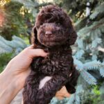 Zuri-female-Toy-Poodle-puppy-for-sale-6