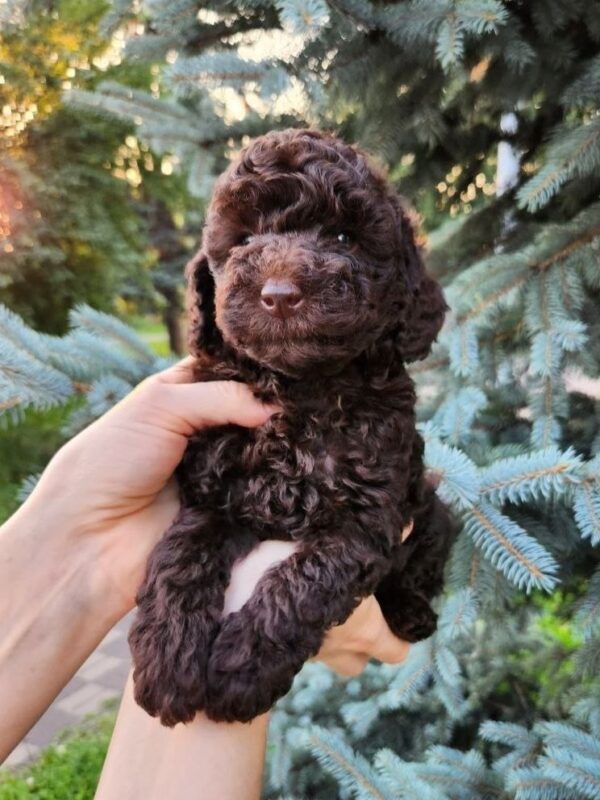 Zuri Toy Poodle Zuri Toy Poodle