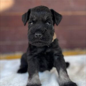Wilder Miniature Schnauzer Wilder Miniature Schnauzer