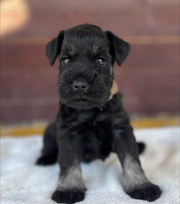 Wilder Miniature Schnauzer Wilder Miniature Schnauzer