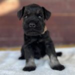 wilder-male-miniature-schnauzer-puppy-for-sale- (2)