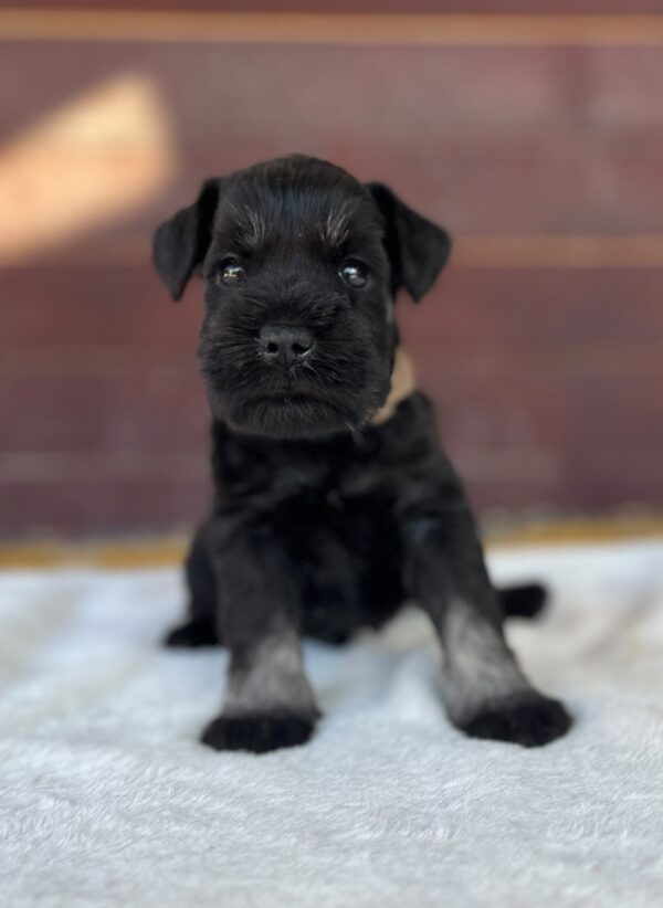 Wilder Miniature Schnauzer Wilder Miniature Schnauzer