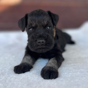 Wilder Miniature Schnauzer Wilder Miniature Schnauzer
