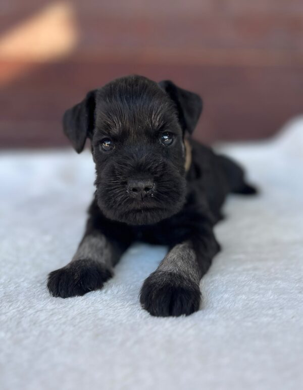 Wilder Miniature Schnauzer Wilder Miniature Schnauzer