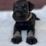 wilder-male-miniature-schnauzer-puppy-for-sale- (4)