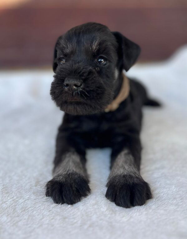 Wilder Miniature Schnauzer Wilder Miniature Schnauzer