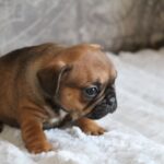 Abina-female-french-bulldog-puppy-for-sale- (1)
