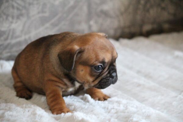 Abina French Bulldog Abina French Bulldog