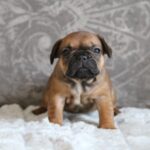 Abina-female-french-bulldog-puppy-for-sale- (2)