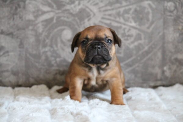 Abina French Bulldog Abina French Bulldog