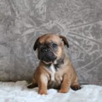 Abina-female-french-bulldog-puppy-for-sale- (3)