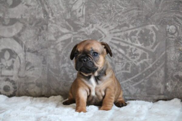 Abina French Bulldog Abina French Bulldog