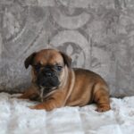 Abina-female-french-bulldog-puppy-for-sale- (4)