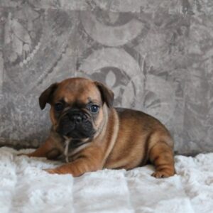 Abina French Bulldog Abina French Bulldog