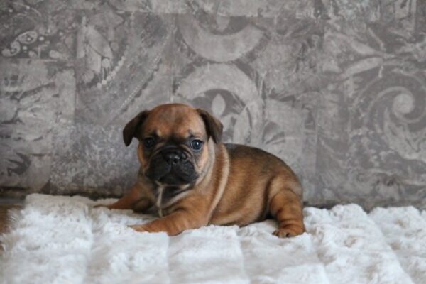 Abina French Bulldog Abina French Bulldog