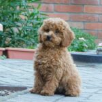 Ada-female-miniature-poodle-puppy-for-sale- (1)