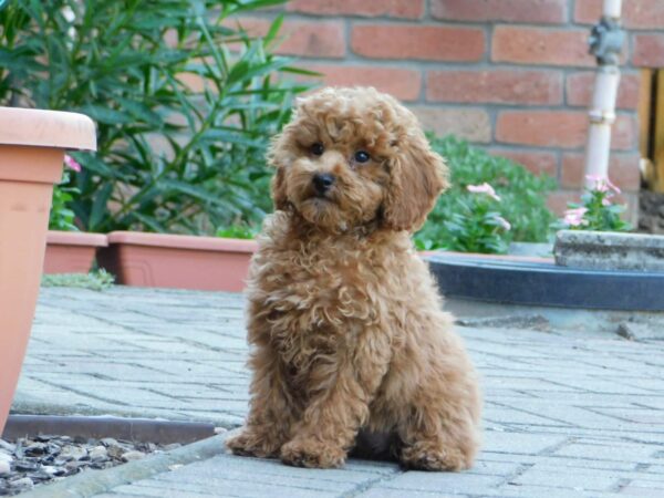 Ada Miniature Poodle Ada Miniature Poodle
