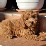 Ada-female-miniature-poodle-puppy-for-sale- (1)